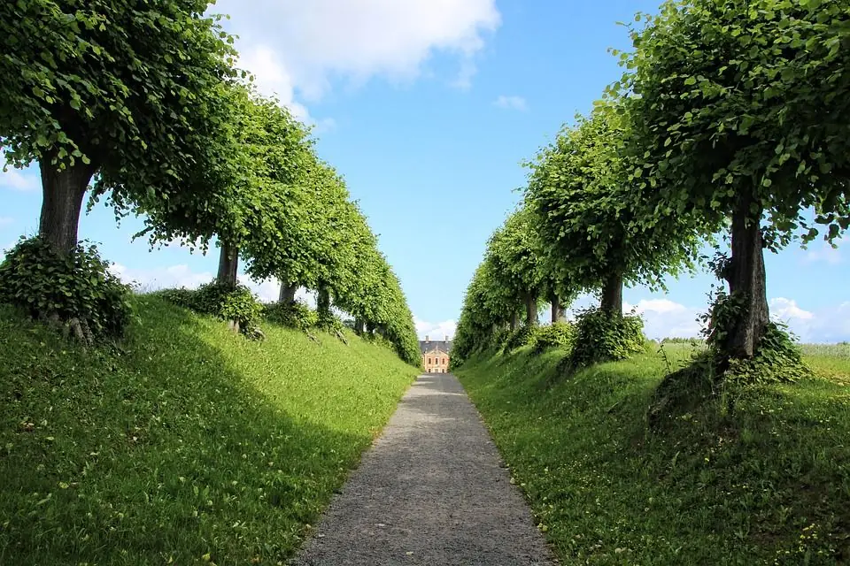 Gepflegte Allee mit geschnittenen Bäumen und Rasenflächen