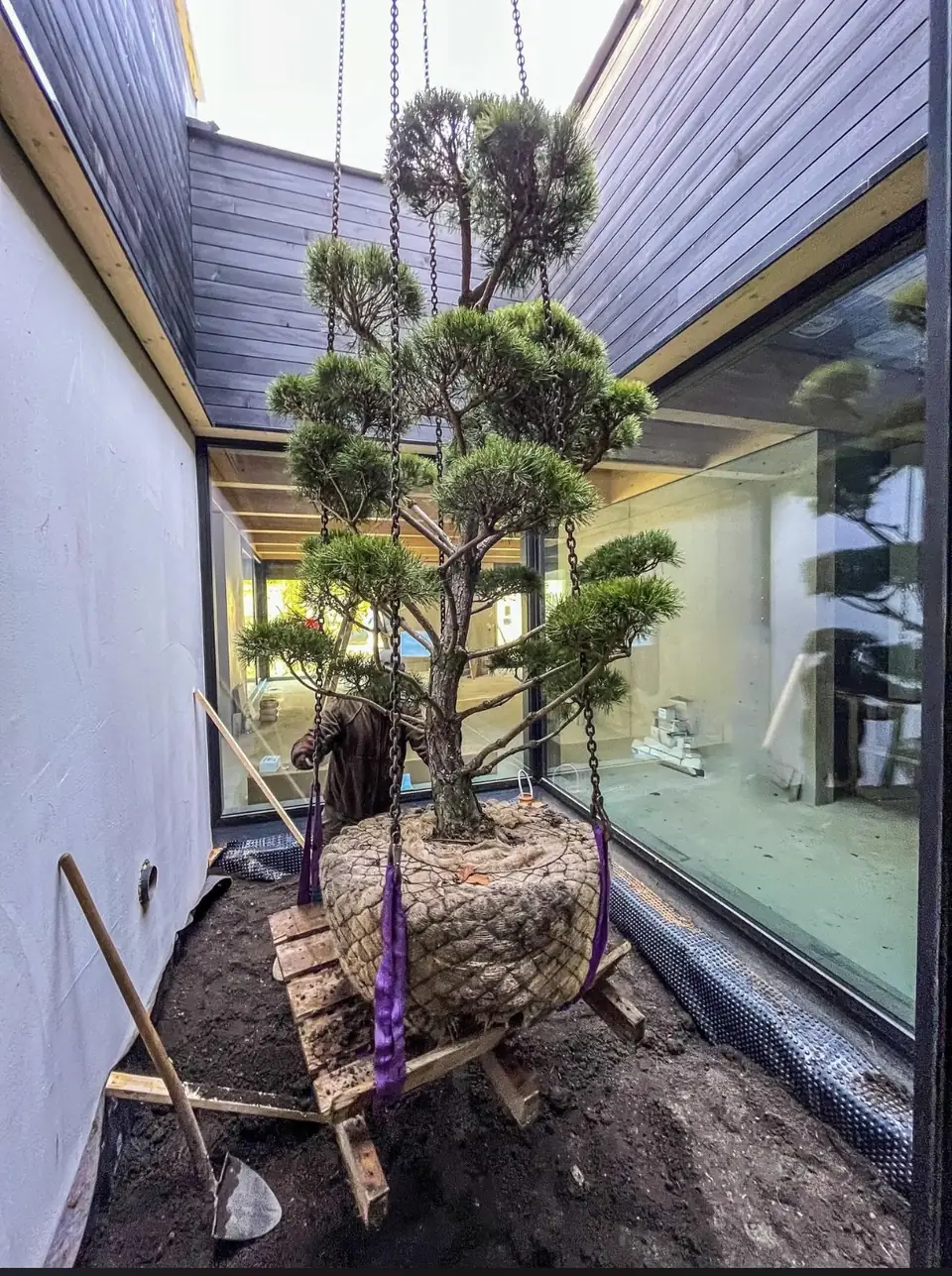 Baum mit Wurzelballen beim Einsetzen in einen Innenhof