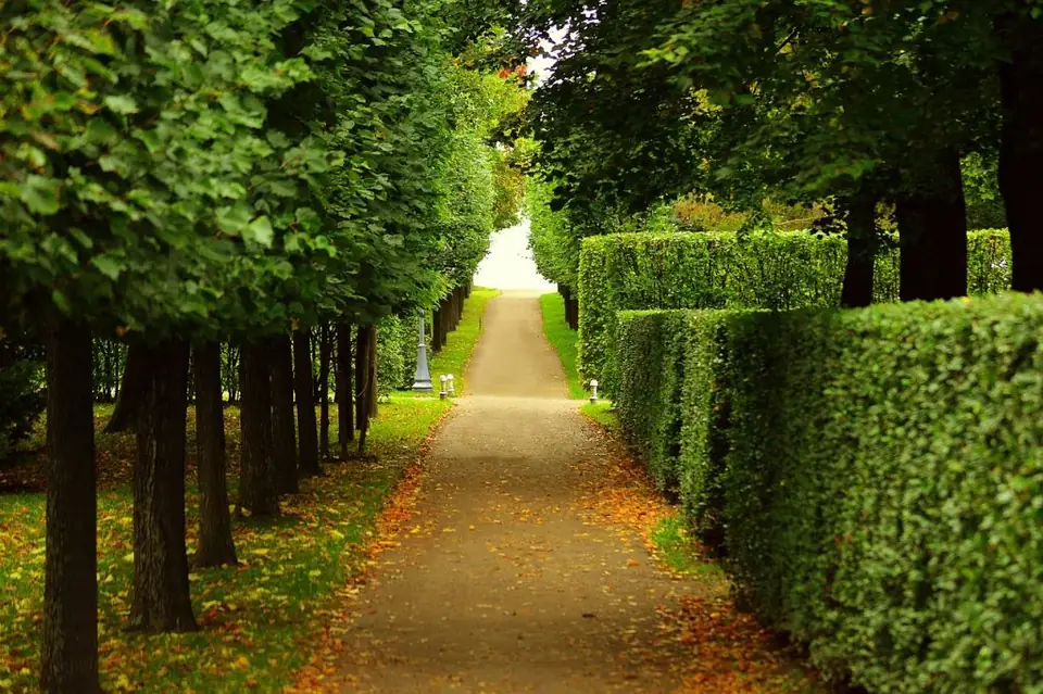 Gartenweg zwischen sauber geschnittenen Hecken
